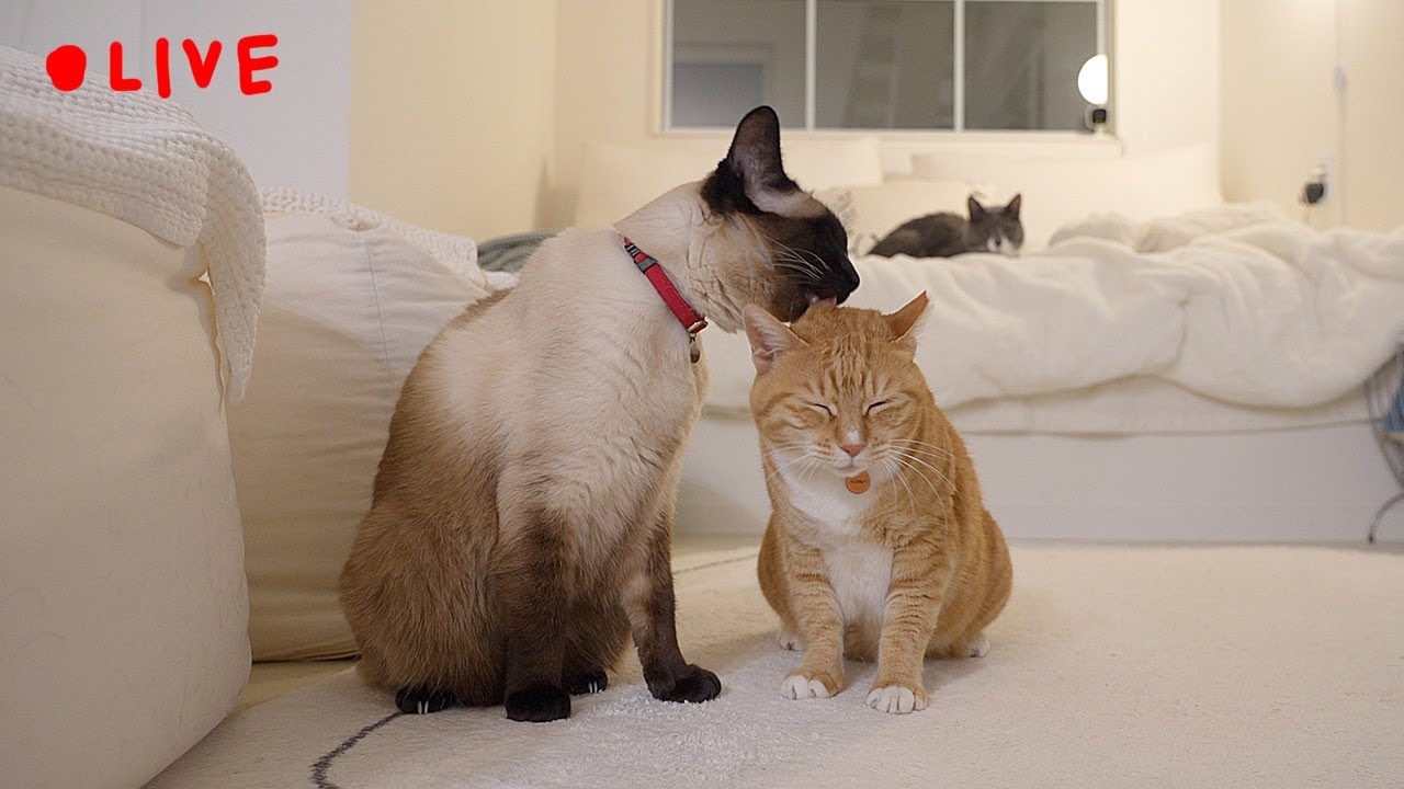 [LIVE] 고양이가 2시간 내내 그루밍 하는 방송🐈  Cat Grooming Live