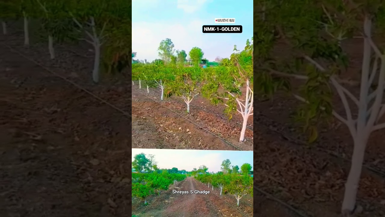 Custard Apple Farming #farming #custard #custardapple #subscribenow #सिताफळ #garden #plot