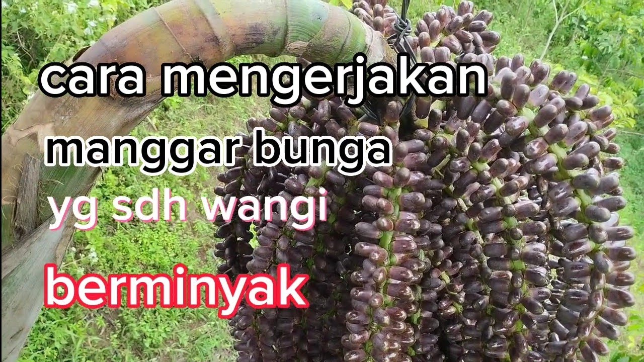 tip cara mengerjakan manggar bunga yang sudah wangi berminyak#menyadaparen