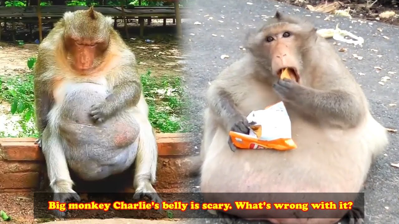 Big monkey Charlie's belly is so big it's scary! What's wrong with it? Is it sick?