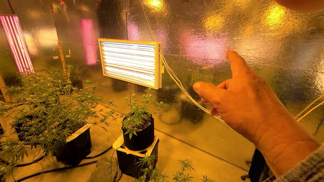 Fan leaf 🍃 removal