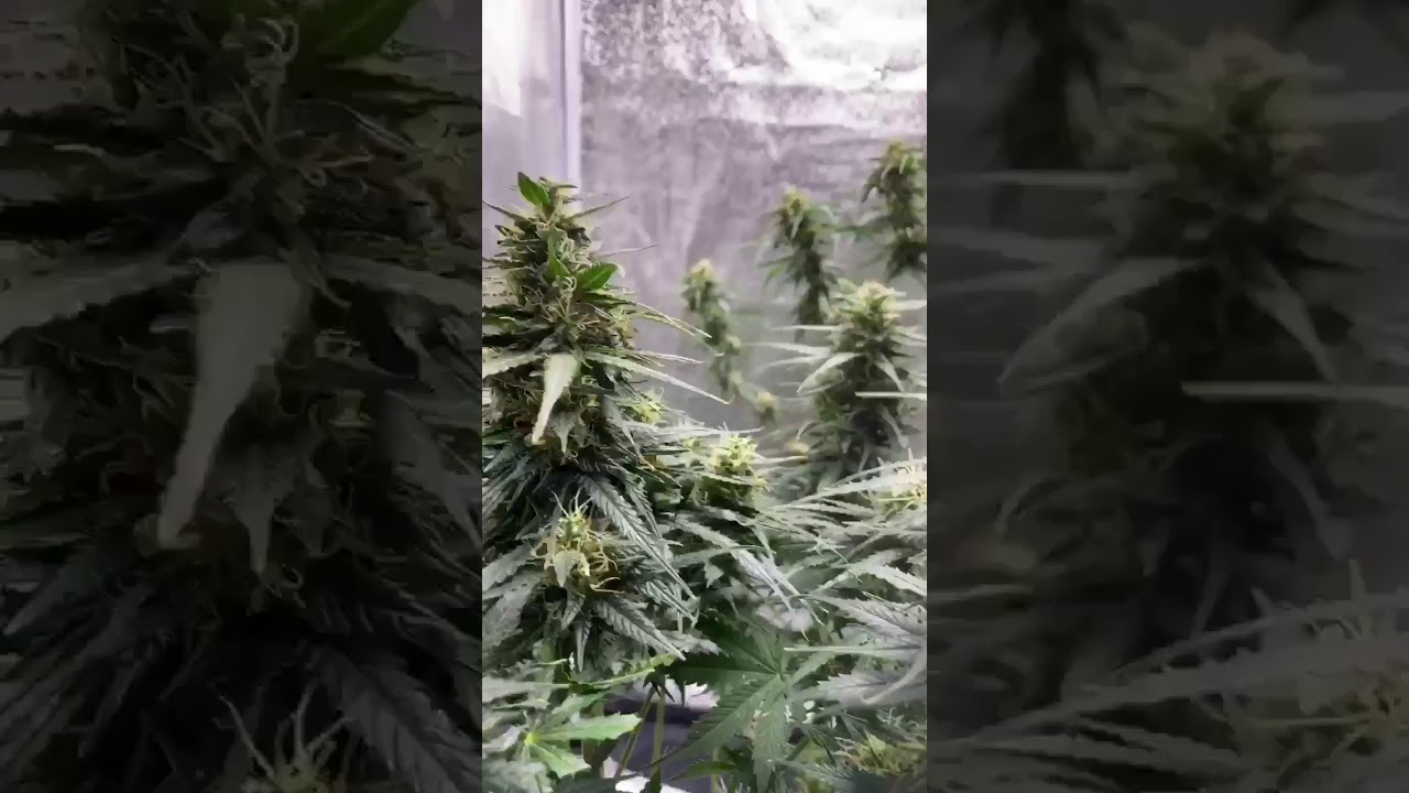 Critical jack