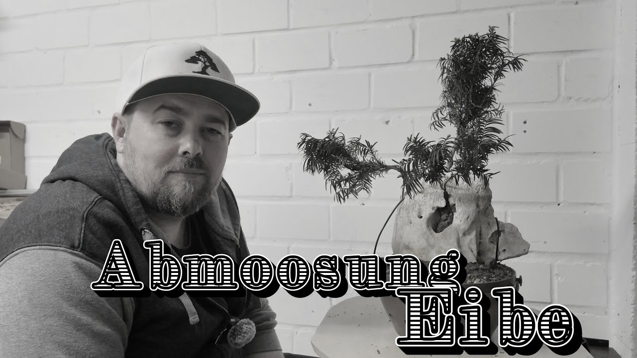 Die gescheiterte Abmoosung einer Eibe/ Taxus baccata.  Bonsai 16/2025