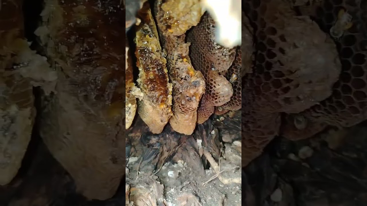 قطف خليه نحل داخل الزيتون 