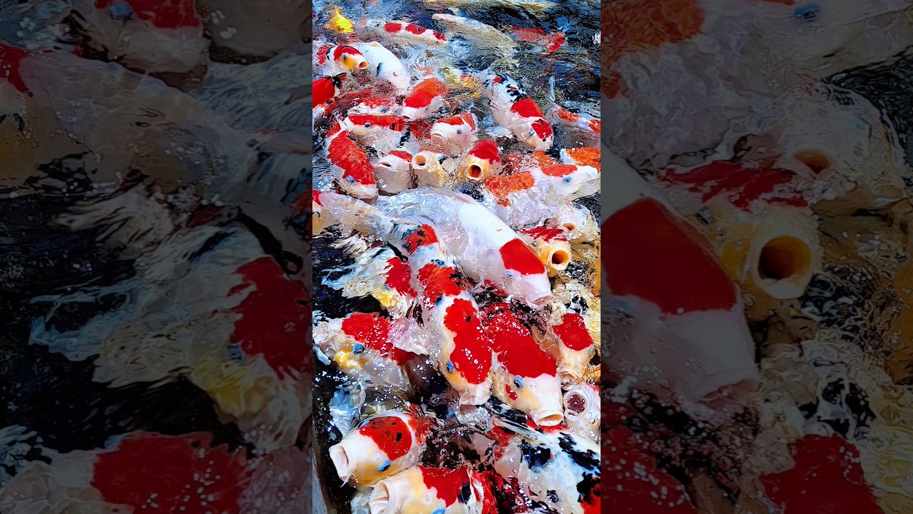Koi Fish #koifish #koi #fish #ikankoi #ikanhias  #velocity #short #fun #ikanlucu #ikankoidikolam