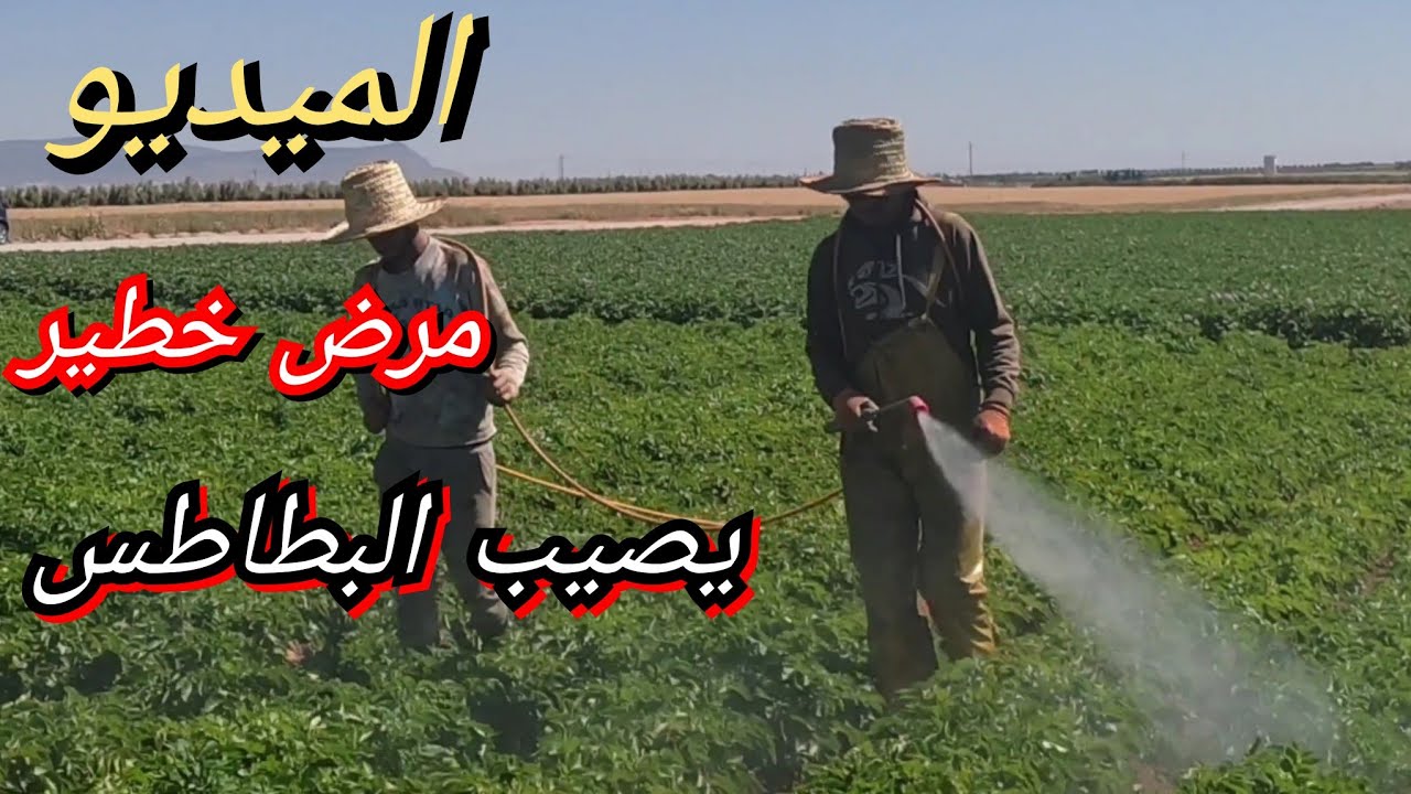 طريقة معالجة البطاطس من مرض الميديو عن طريق الرش بواسطة المبيد