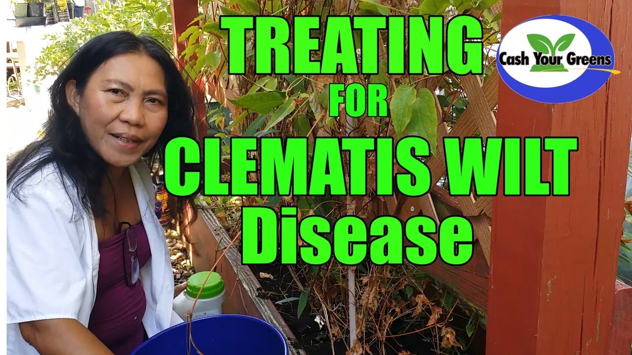 HOW TO TREAT CLEMATIS WILT DISEASE