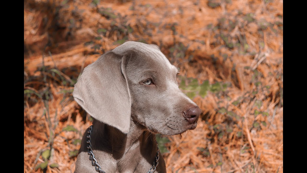 Mi cachorro weimaraner se convierte en adulto (Braco de Weimar). Feliz Cumpleaños Tacho.