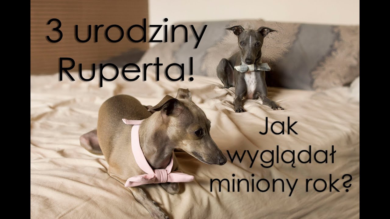 3 urodziny Ruperta! Podsumowanie roku i niespodzianka! | CHARCIK WŁOSKI
