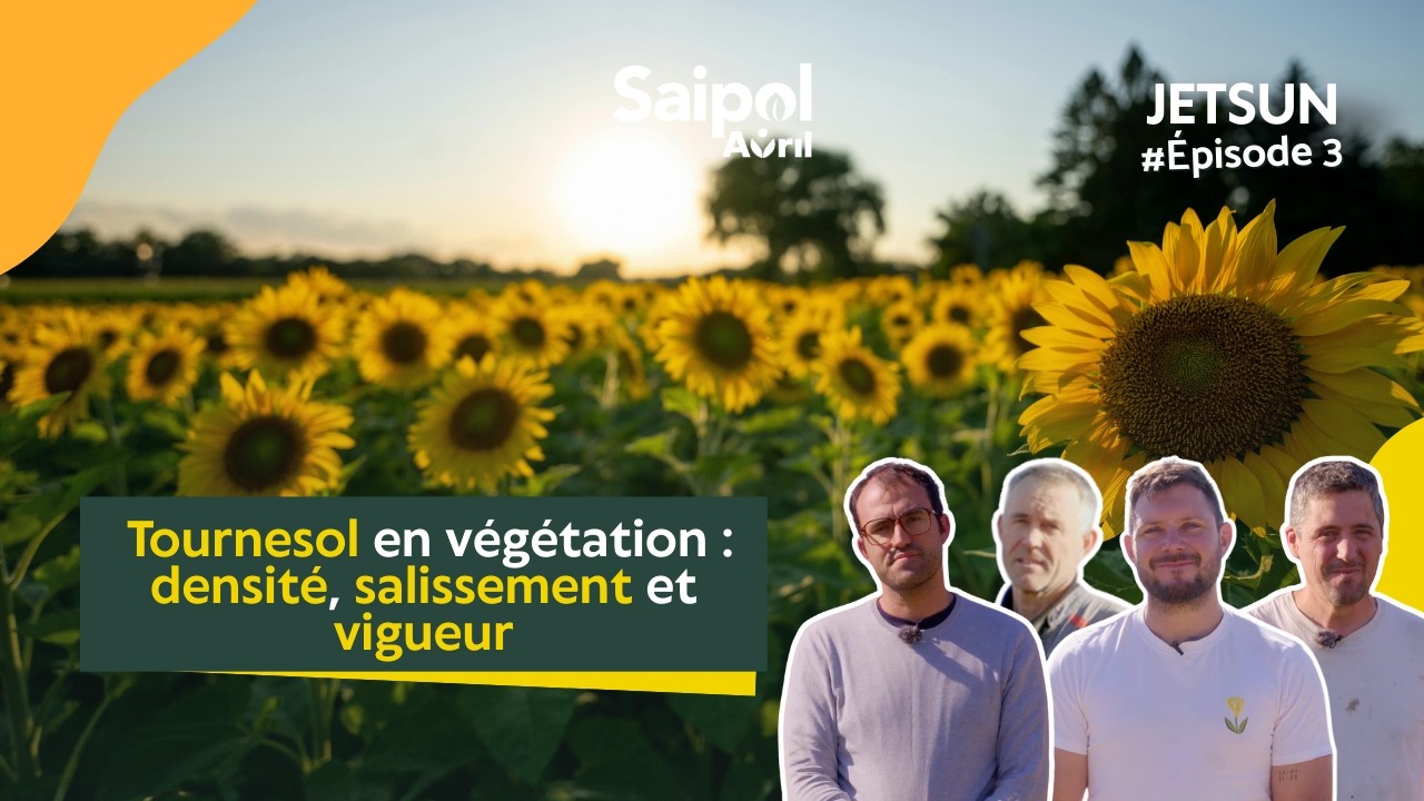 🌻 JETSUN – Tournesol en végétation : densité, salissement et vigueur – Épisode 3