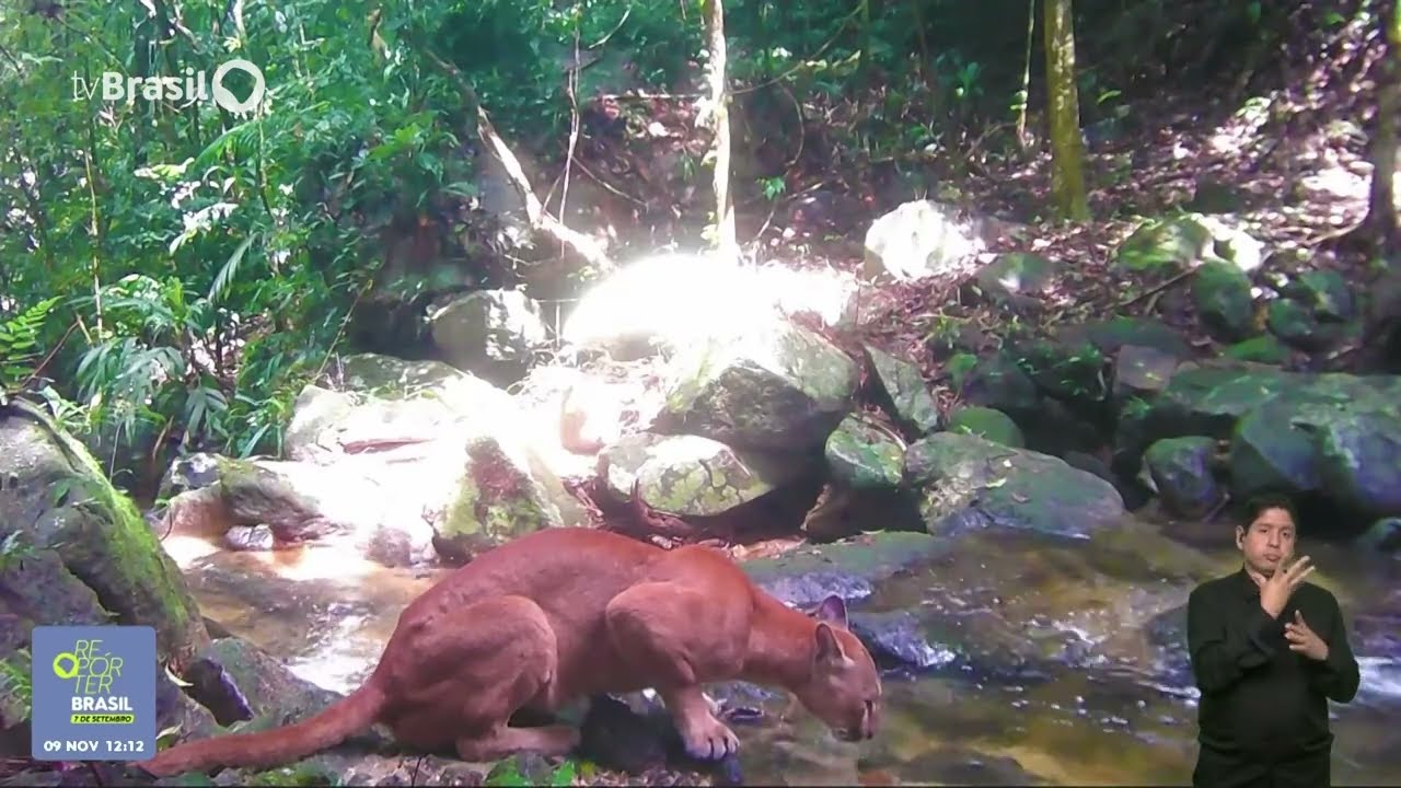 On&ccedil;a parda &eacute; filmada em Cachoeiras de Macacu (RJ)
