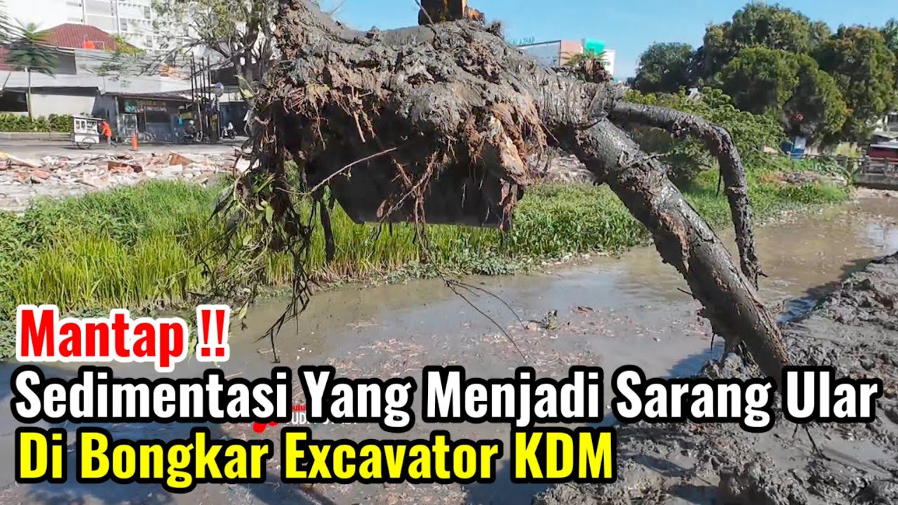 Mantap‼️Sedimentasi Yang Jadi Sarang Ular Dan Predator Di Bongkar Excavator KDM