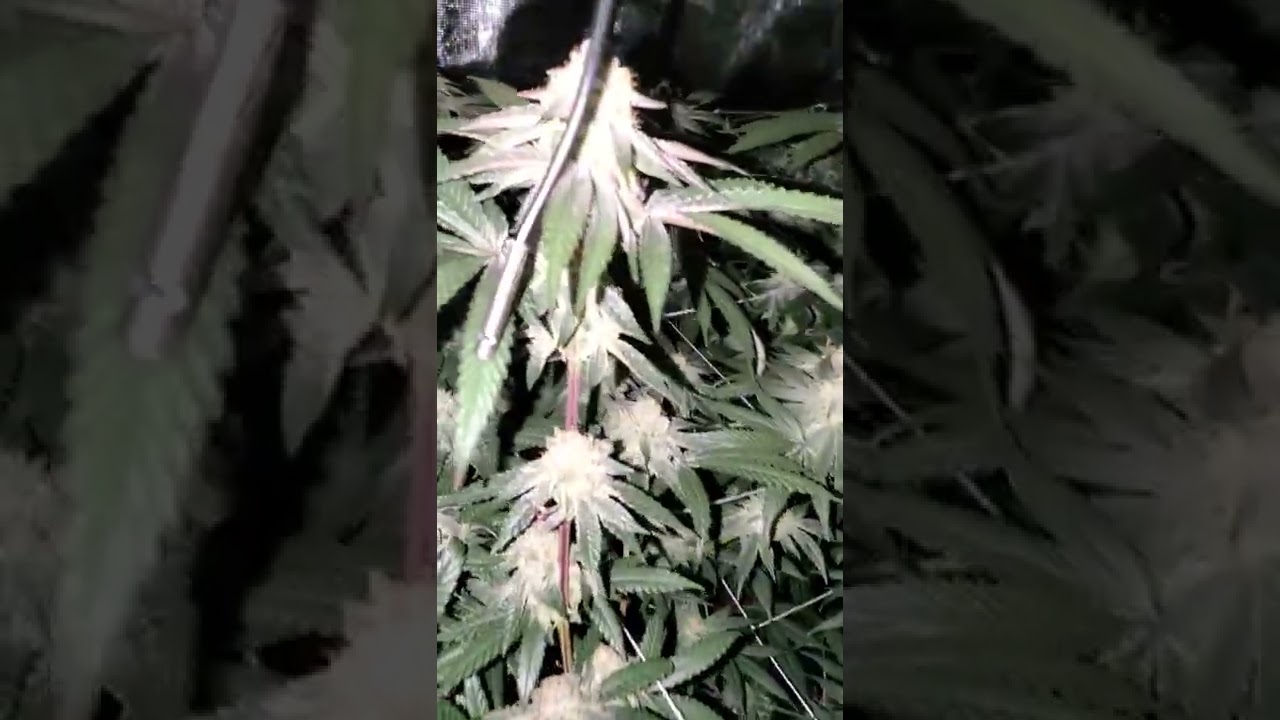 roi e720 gorrilla grow tent 5x9 canna coco