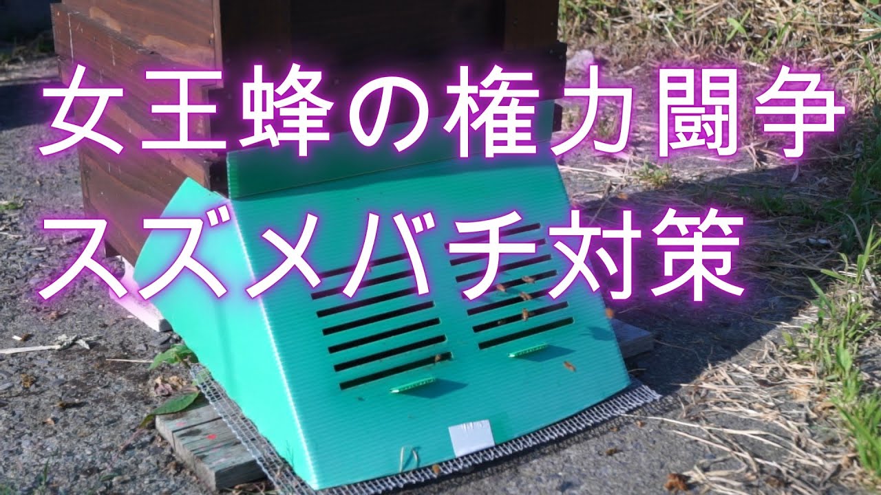 晴蜂雨読⑦／女王バチの権力闘争とスズメバチ対策 (7月)／山崎亮一／日仏英字幕付き