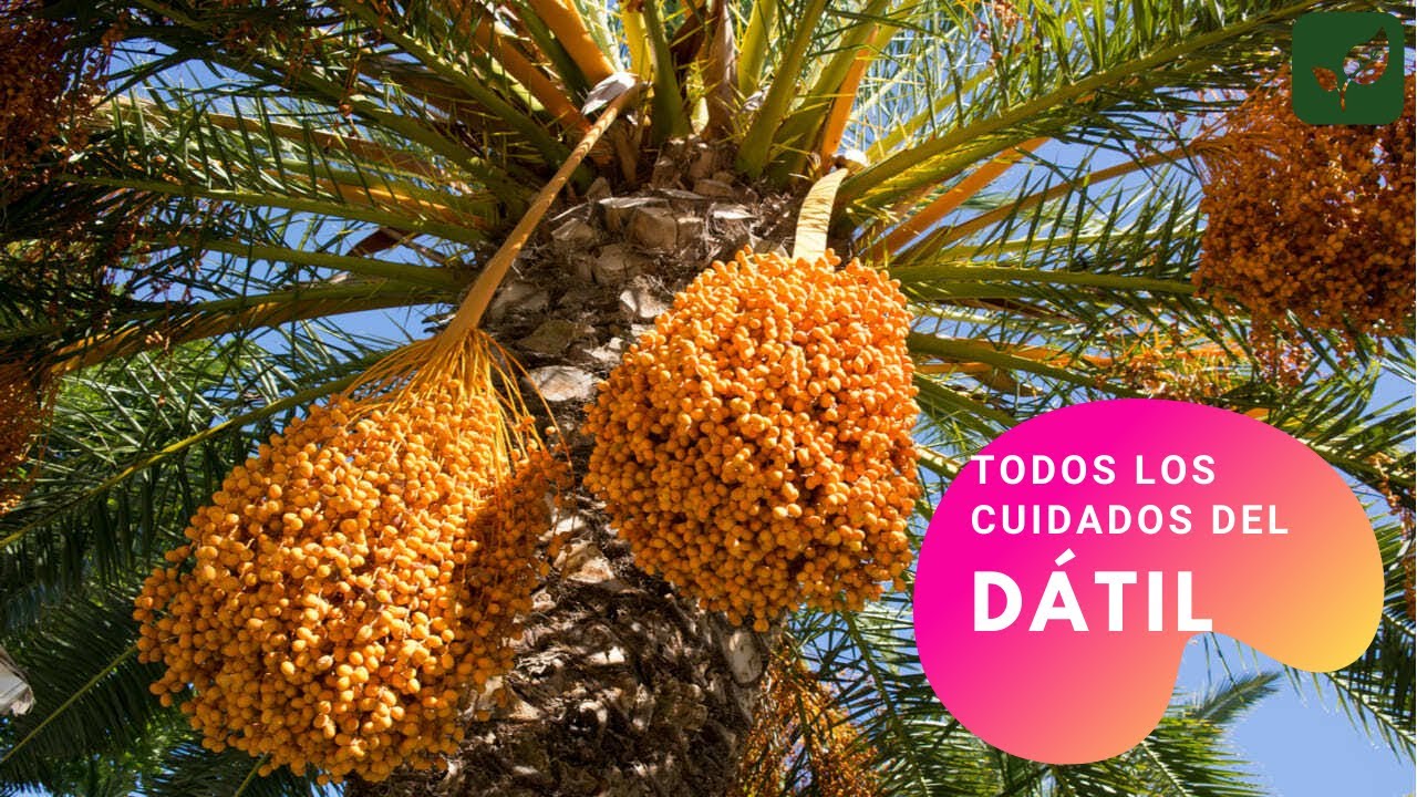 DÁTIL PALMERA DATILERA CÓMO SE CUIDA