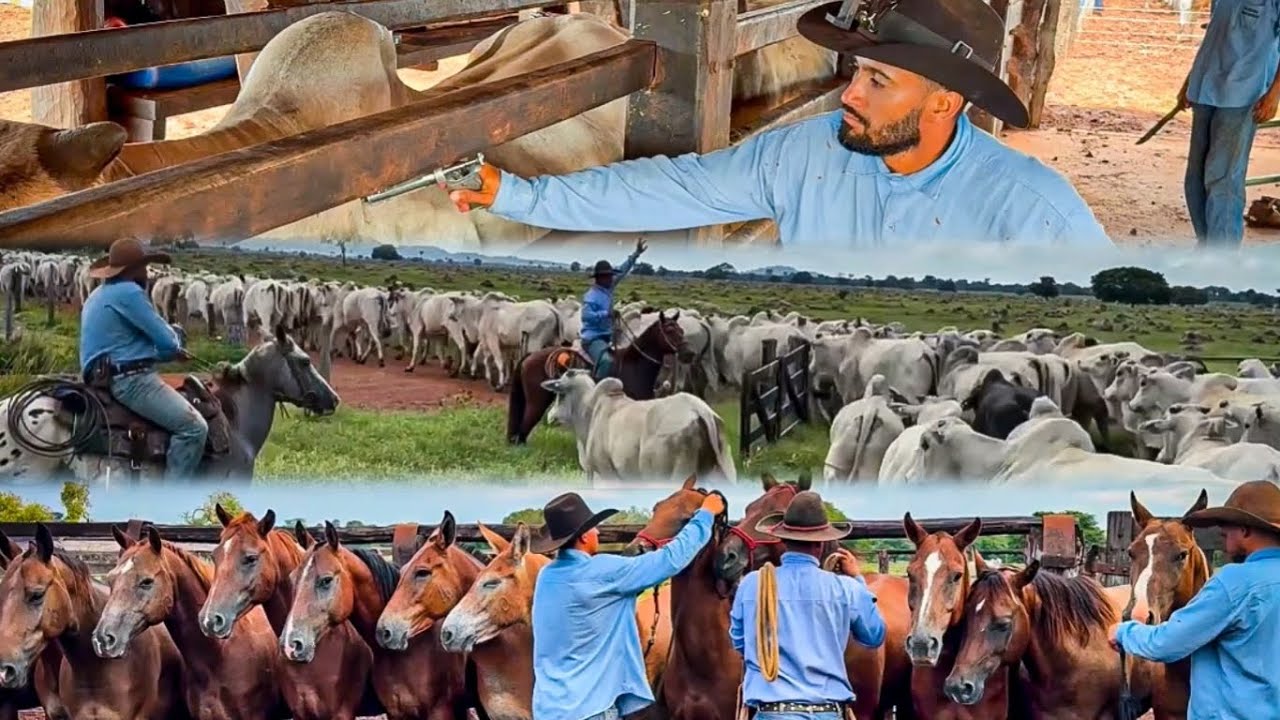 Na lida da pecu&aacute;ria 🇧🇷🎥
