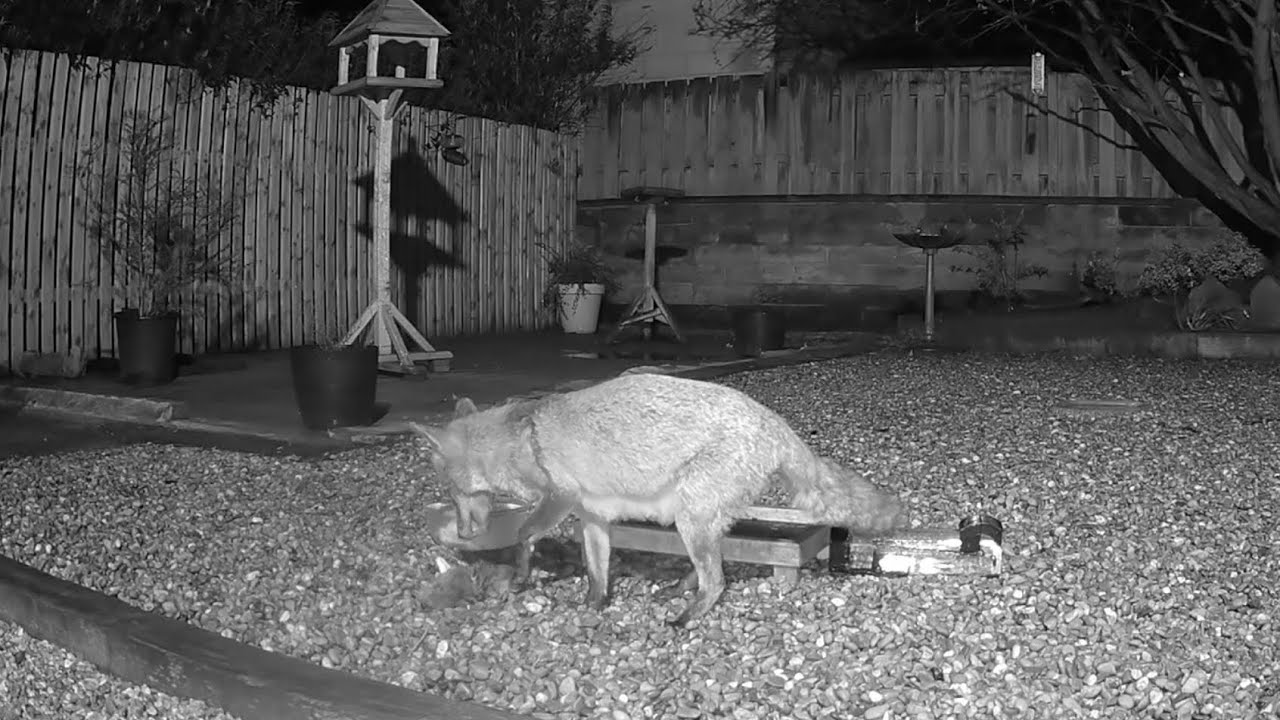 I always feel sorry for the little animal that has become food, but this mama fox has babies to feed