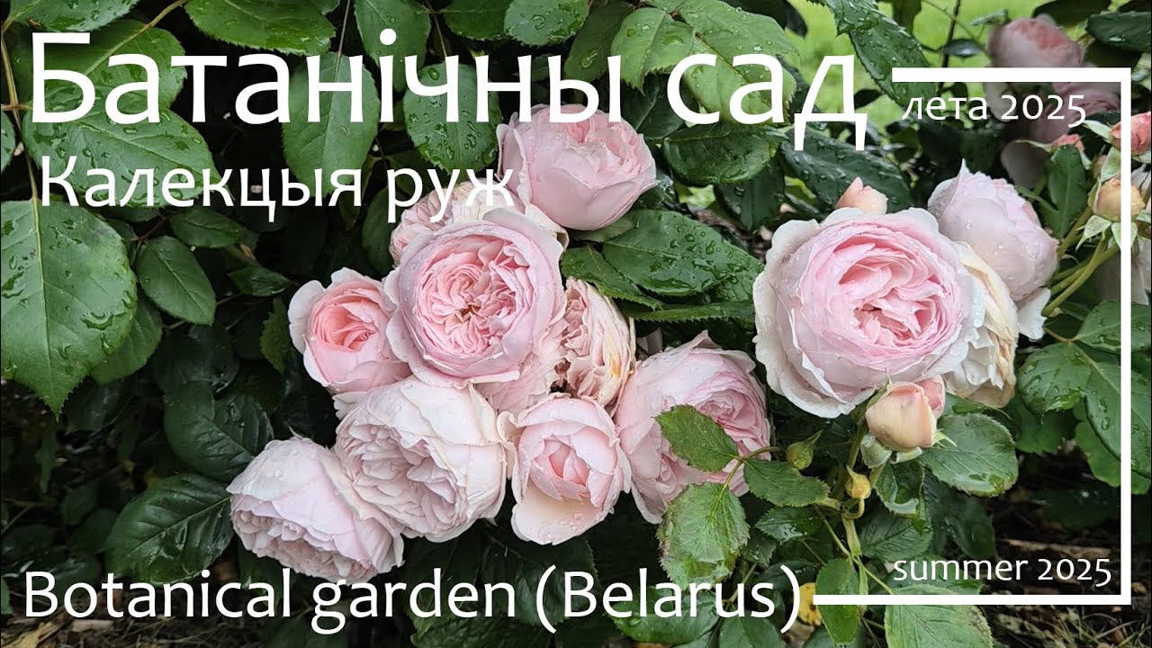 Ружы Батанічнага сада / Botanical Garden, Roses (Minsk, Belarus) (SUB)