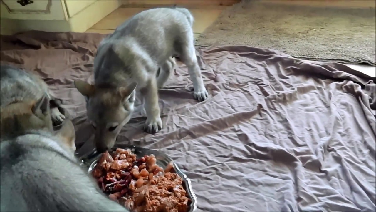 Chiots chiens-loups tchécoslovaques âgés de 39 jours - Portée Heaven X Franck 2015