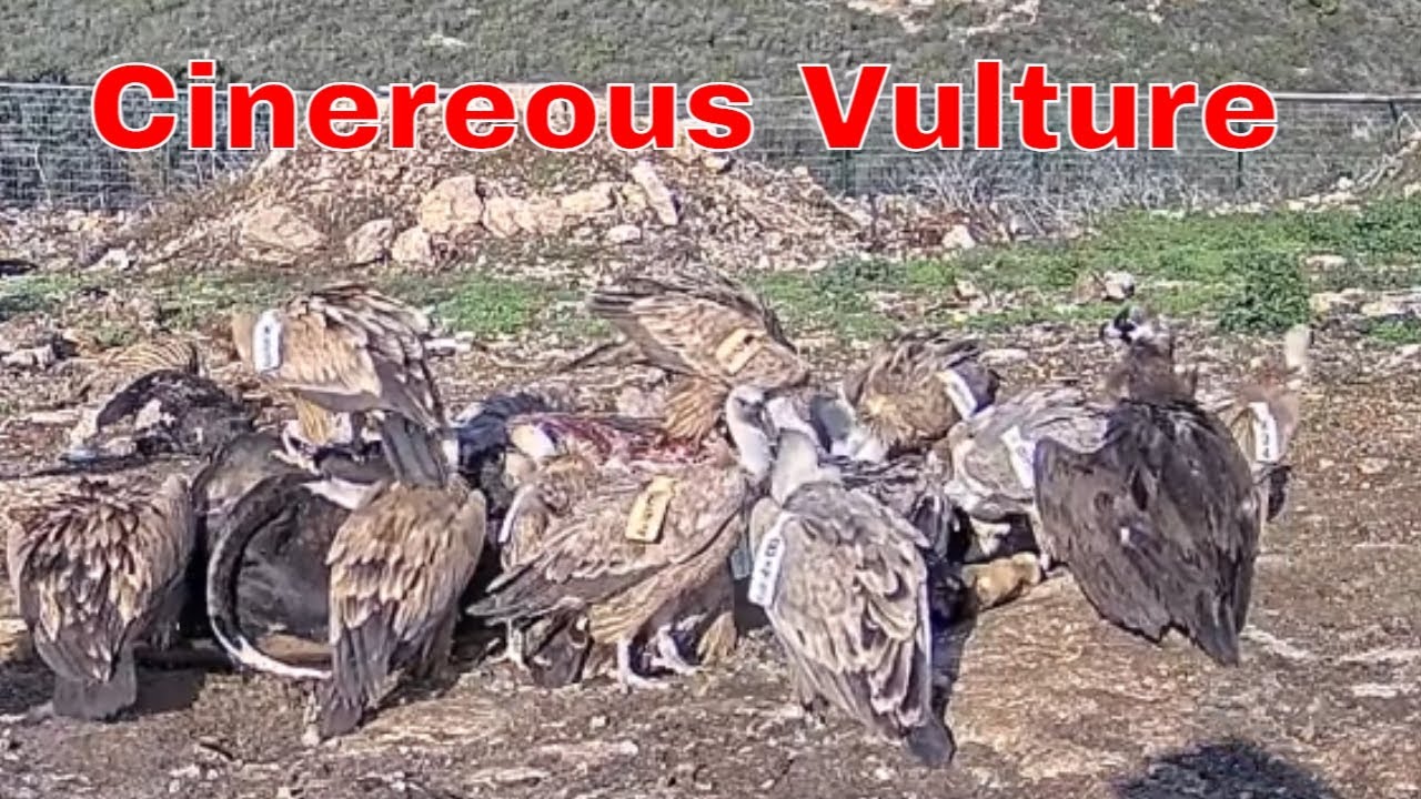 🦅🤯 RARE Cinereous Vulture Appears!!! | Feeds Next to MANY Griffon Vultures | Open Wings Project
