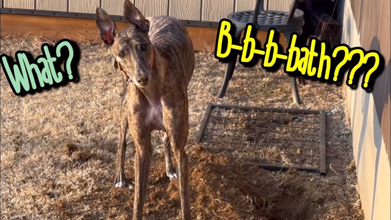 Greyhound’s Having a blast,Suddenly called to take a bath - Her unexpected reaction