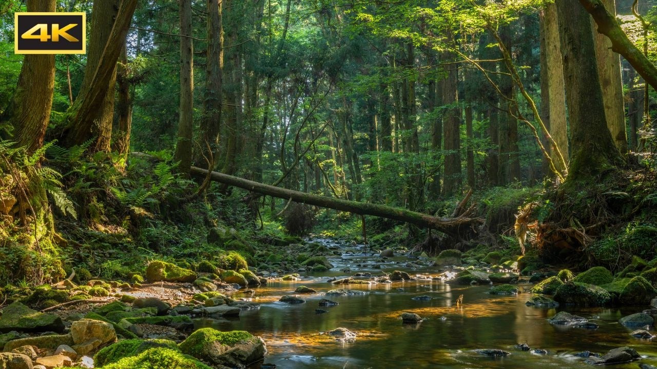 No Birds / Distractions - Water Sounds of Forest River for Studying, Sleep, Meditation, Relaxation