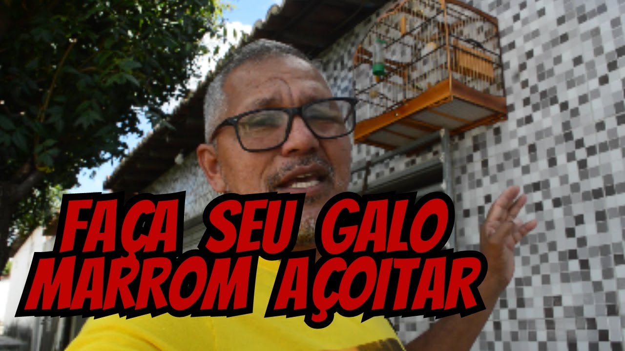Como fazer galo de campina marrom cantar de açoite - entenda o que fazer