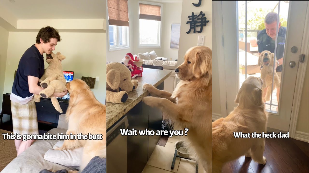 Golden Retriever Is Jealous Of His Toy Dog