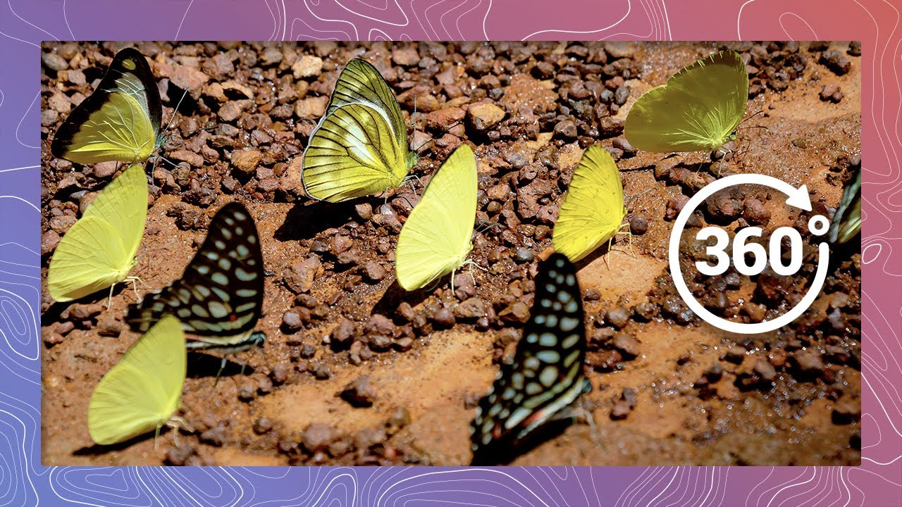 A Swarm of South African Butterflies Flutter By | Wildlife in 360 VR