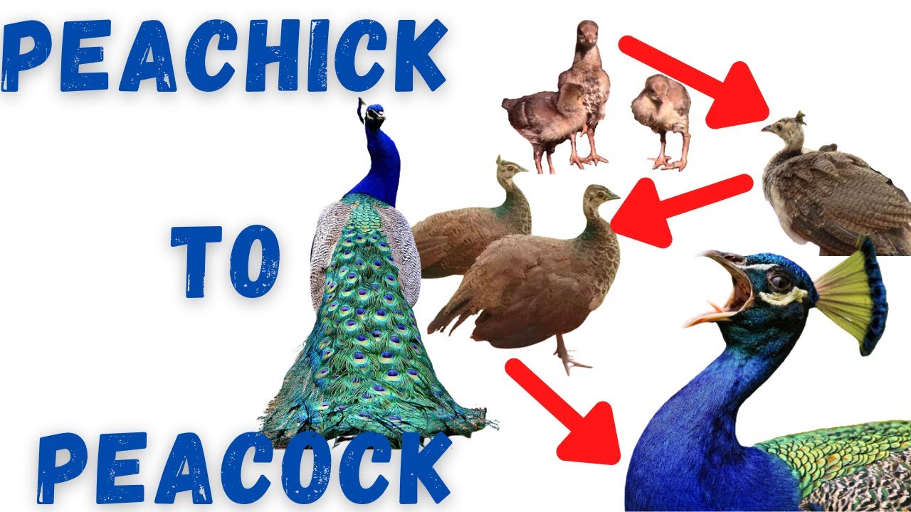 Peacocks Growing Over 12 Months