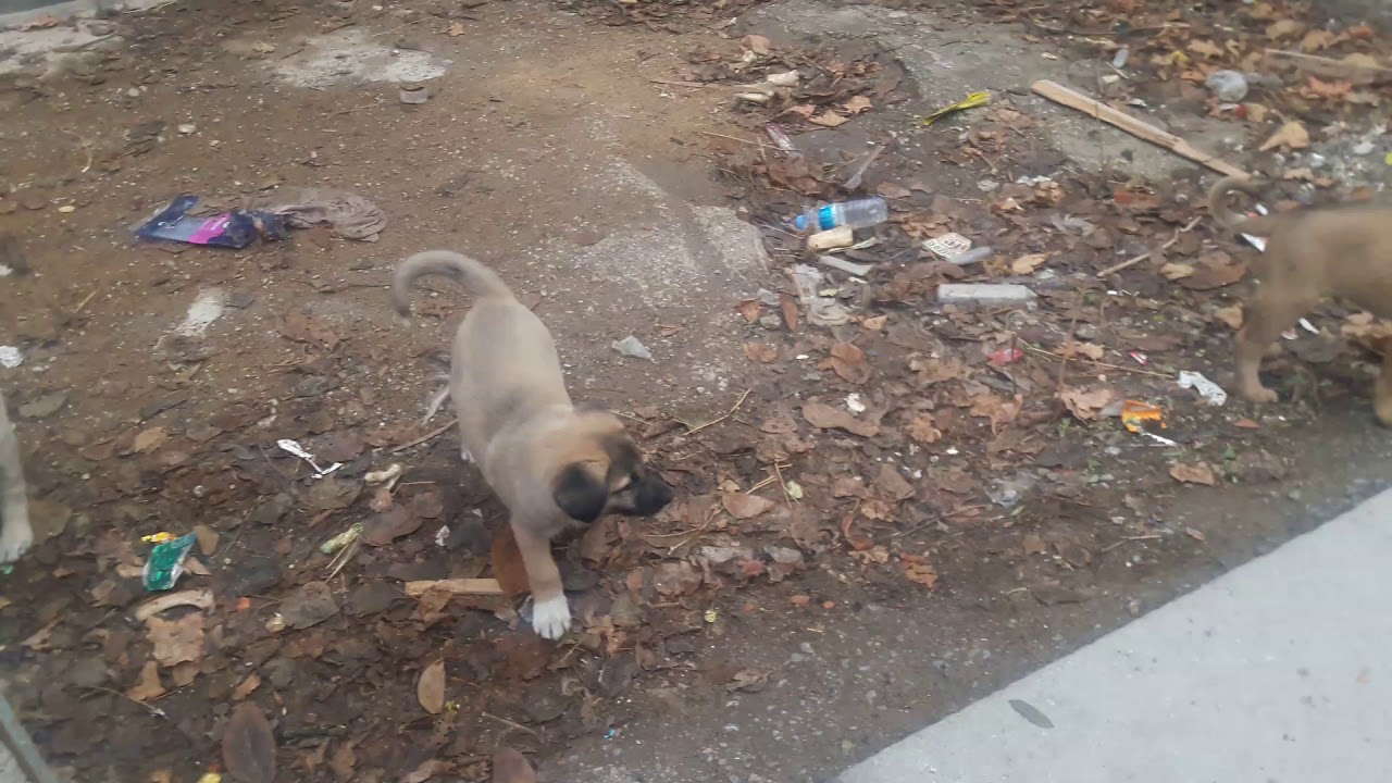 çok tatlı ve sevimli köpek yavruları very sweet and cute puppies