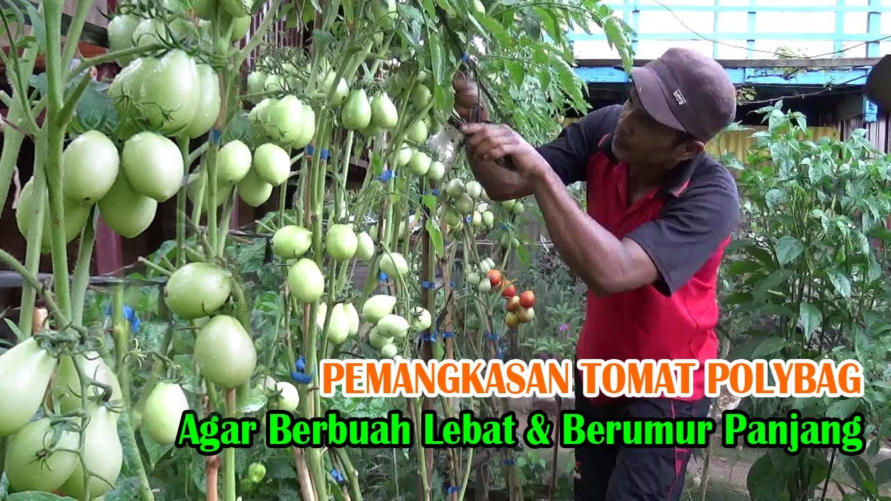 Tips Tani Cara Pemangkasan TOMAT Agar Berbuah Lebat & Berumur Panjang