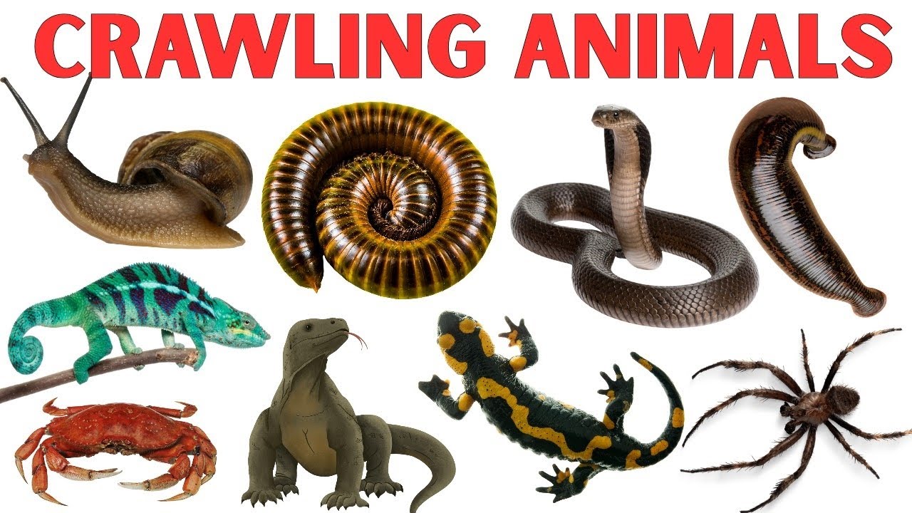 Learn 20 Crawling Animals Names with Sounds | Fun Educational Video for Preschool & Toddlers 