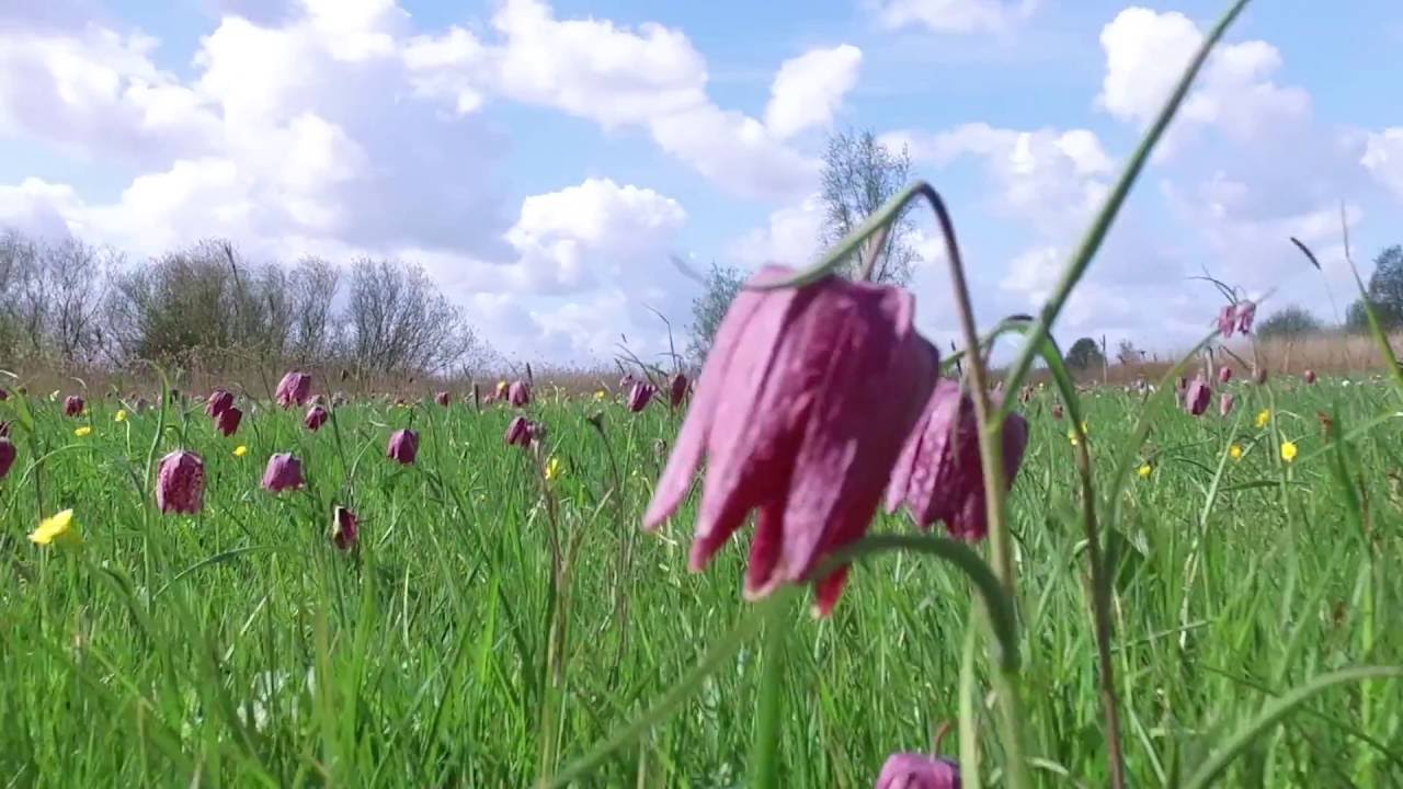 Kievitsbloemen in de Buitenlanden Langenholte 2016 Landschap Overijssel