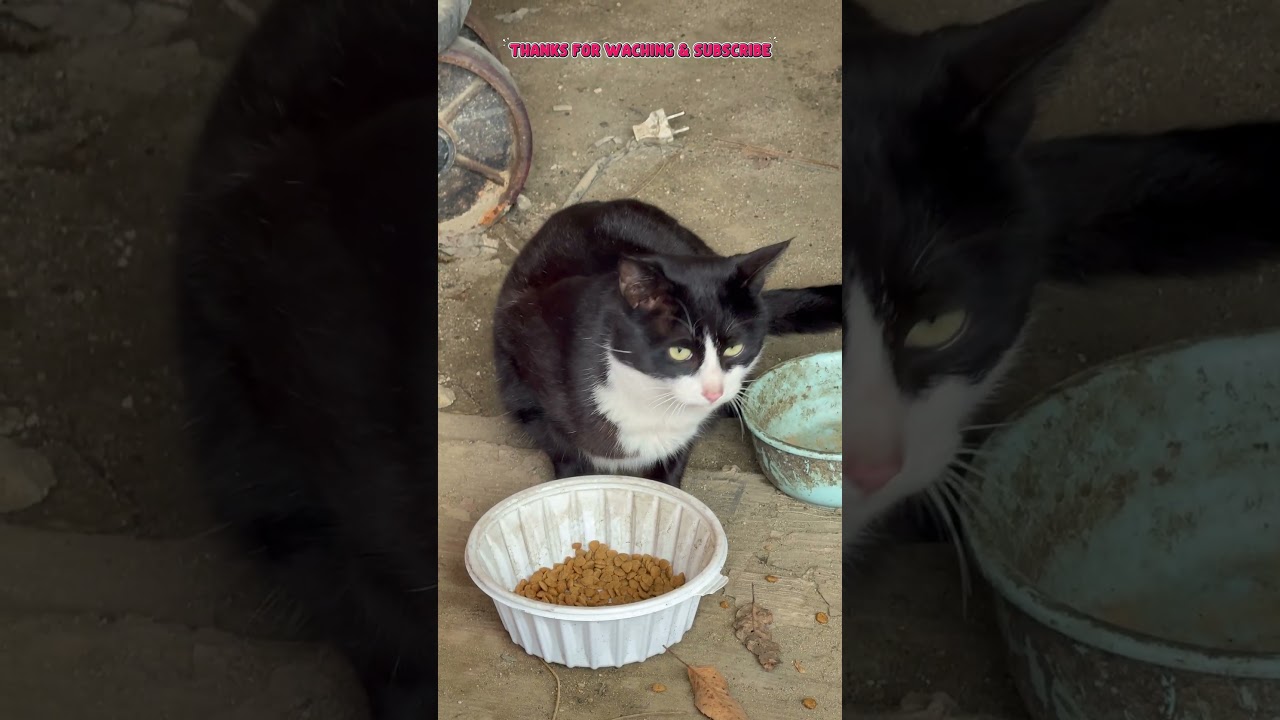 tom cats 