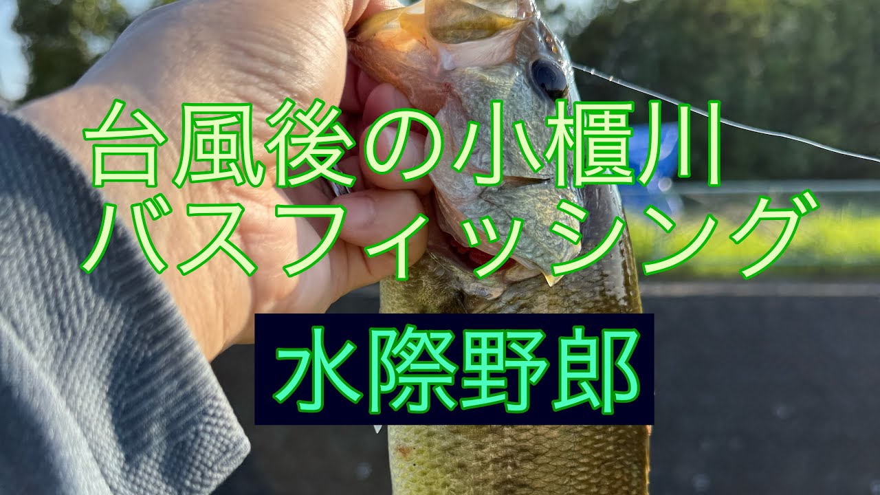 台風後の小櫃川バスフィッシング！#小櫃川#バスフィッシング#ルアー