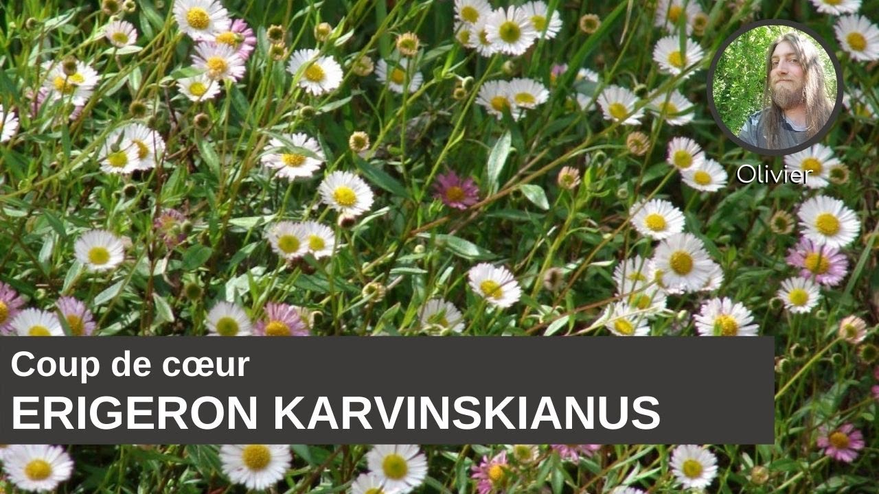 Coup de coeur d'Olivier : Erigeron karvinskianus