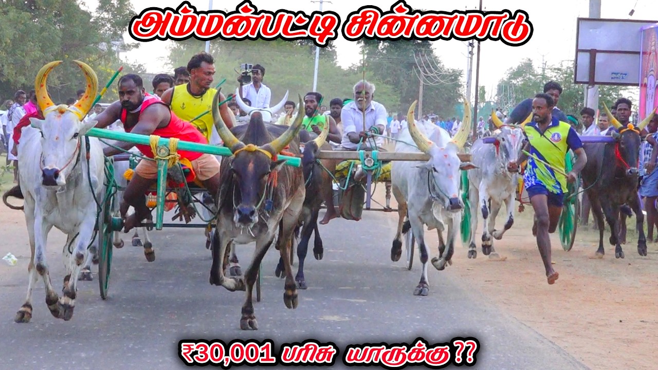 3அம்மன்பட்டி-சின்னமாடு-பந்தயம்_22.02.2026_V_Photography