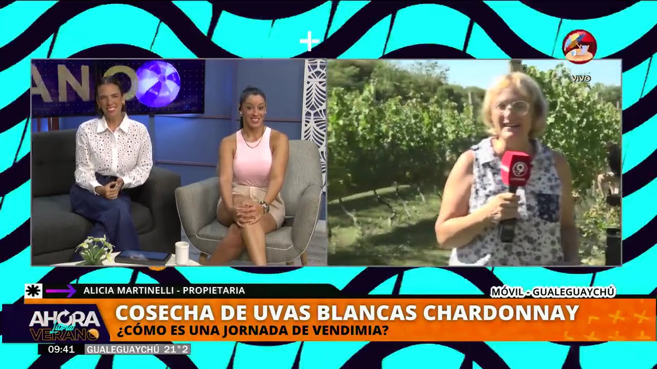 Cosecha de uvas blancas Chardonnay en un viñedo de Gualeguaychú