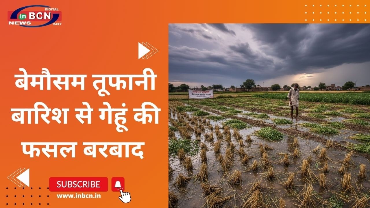 बेमौसम तूफानी बारिश से गेहूं की फसल बरबाद | Farmer | Trouble | Farms westage | Heavy Rain