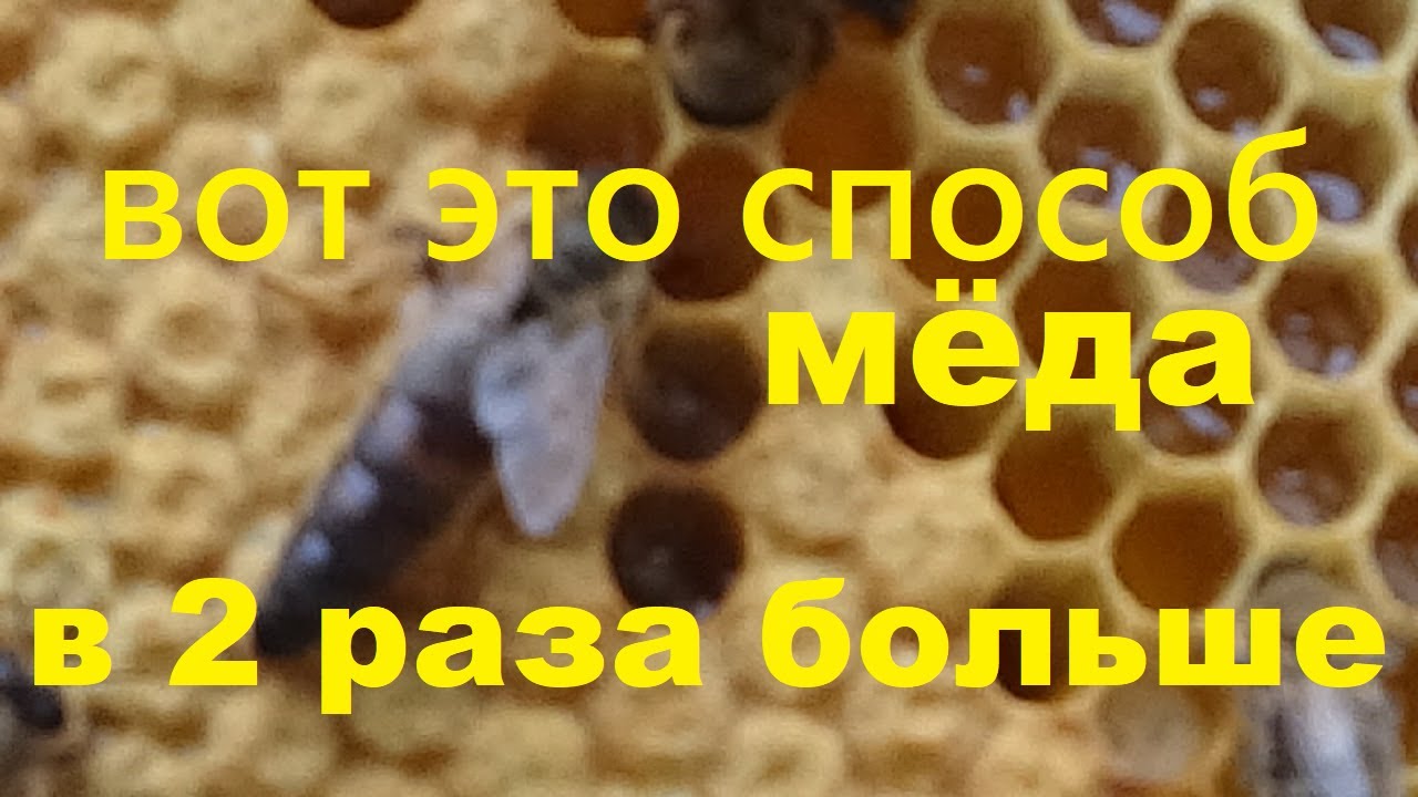 Эффективный способ, увеличивающий медосбор в 2 раза на главном взятке