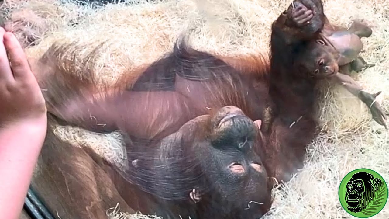 Orangutan Mother Shows Her Baby To Human Children