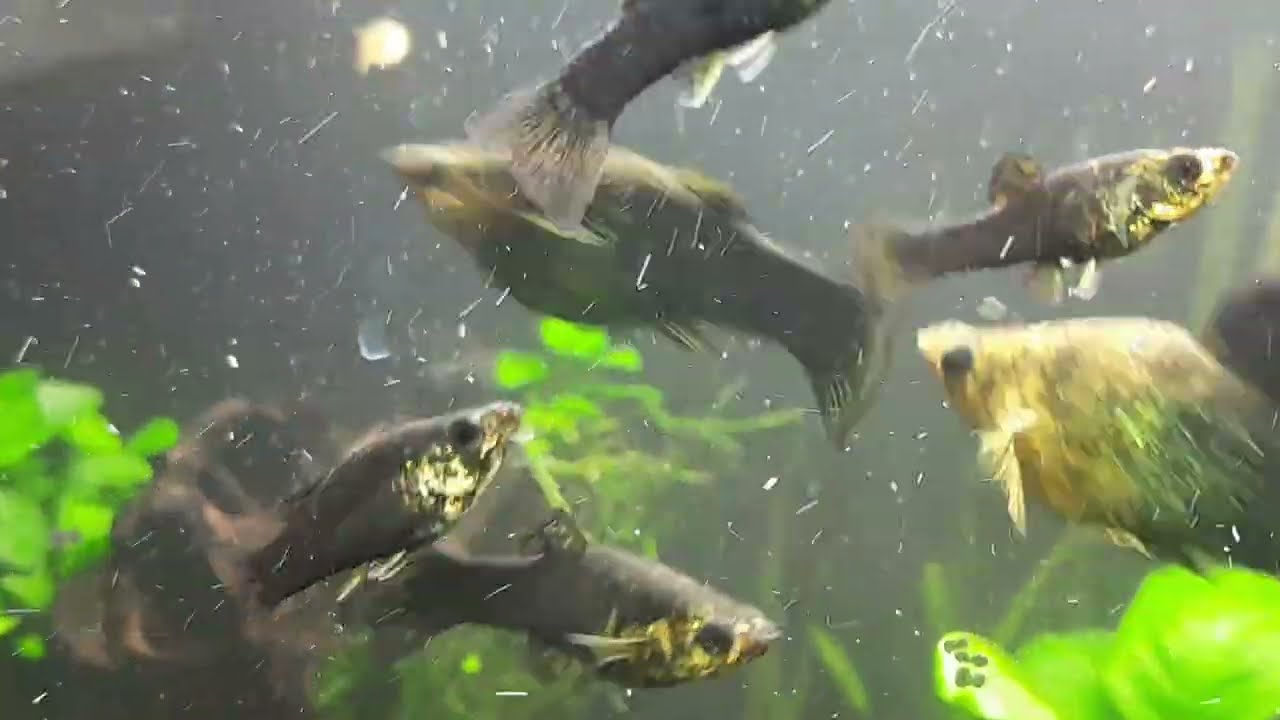Zestaw Aquael Leddy 60 XL oraz Turbo Filter 500 po roku użytkowania - przegląd 🫧🌿