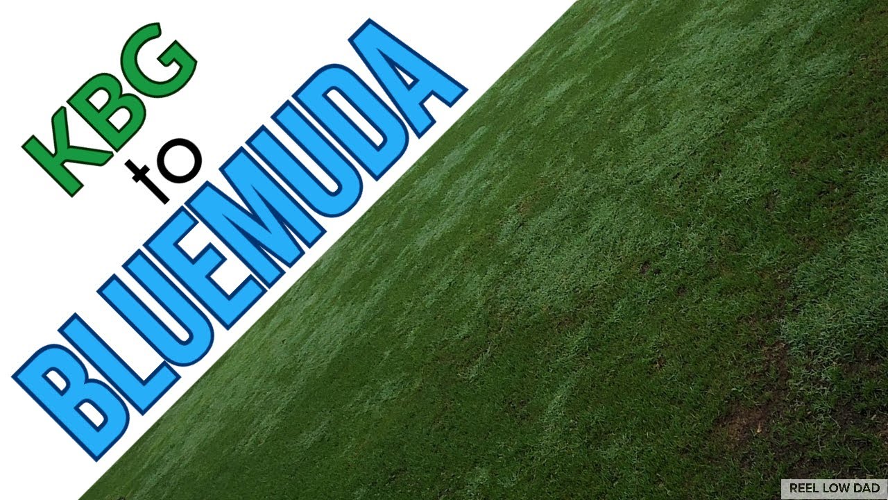 Bluemuda Lawn // The Front Lawn Transformation