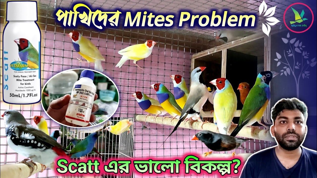 Small Exotic Finch Birds Soft Foods/Breeding Information/Medical Treatment Of Birds Mites Problem