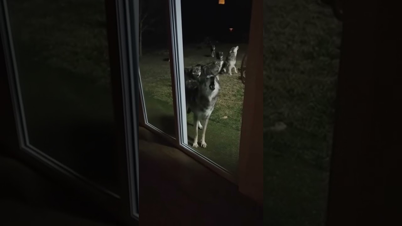 Wolves Surround a House at Night &mdash; Terrifying Realistic Footage