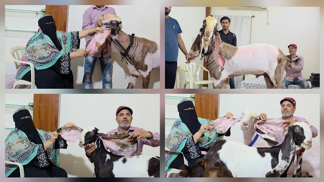 Hyderabadi Appa Ka Kamyaab Hyderabadi Breeding Setup | Sab Karo Saukh | Kharnain Goat Farm Hyderabad