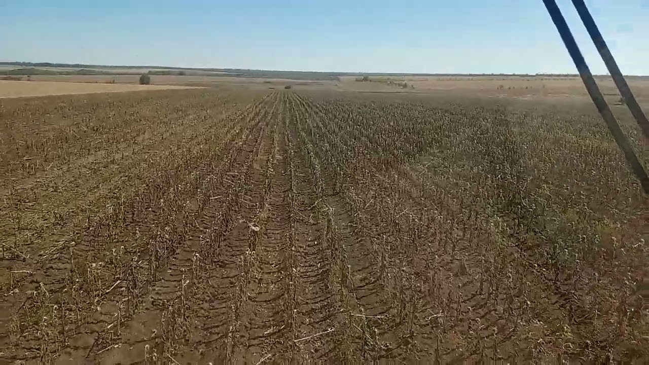 Сингента сурелі в цьому році це дно👎😡🤬
