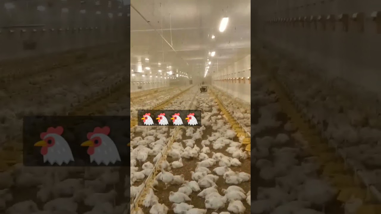 broler chicken 🐔 #broler #tovuqlar