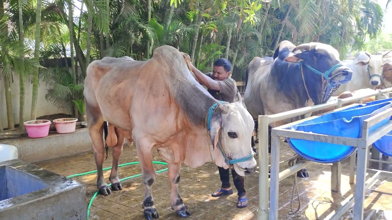 Rudra & Bhadra DVR memorial Bull's kanuru